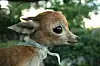 deer.jpg