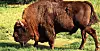 bison.jpg