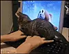 katt6