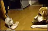 katt10