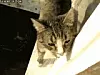 katt12