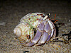 hermit_crab2.jpg