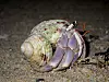 hermit_crab2.jpg