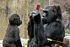 Gorilla_NintendoDS