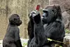 Gorilla_NintendoDS