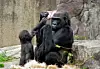 Gorilla_NintendoDS2