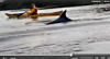 delfin2.jpg
