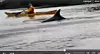 delfin2.jpg