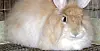 angora.jpg