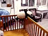 panda1