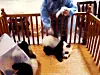 panda2