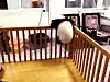 panda3