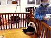 panda4