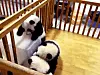 panda5