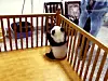 panda6