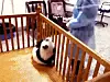 panda8